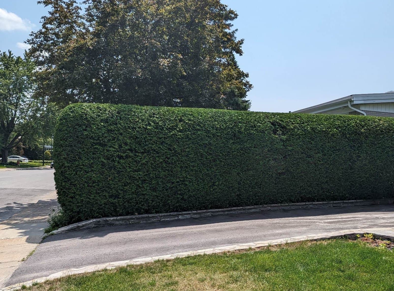Haie courbe maîtrisée à Brossard