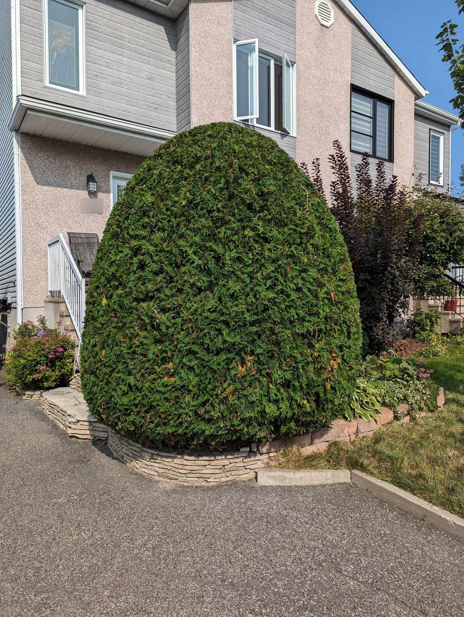 Topiaire de cèdre sculpté en spirale devant une maison de Richelieu