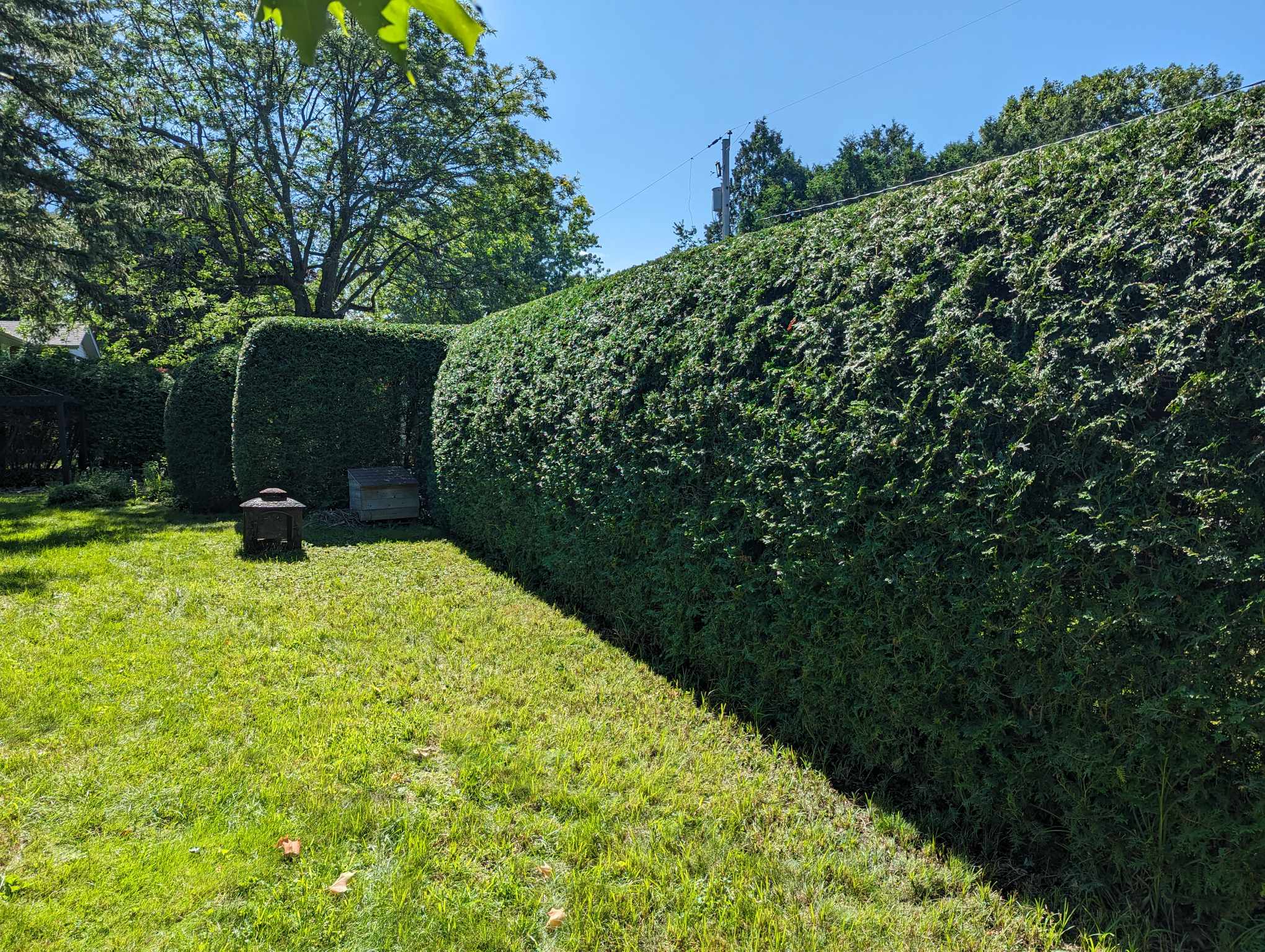 Haie de cèdres taillée au cordeau, arrondie sur le dessus, à Belœil