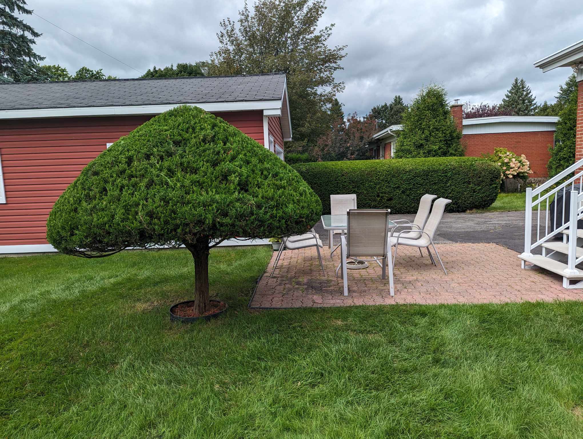 Coin repas sous l'arbre-parasol taillé, haie dense derrière