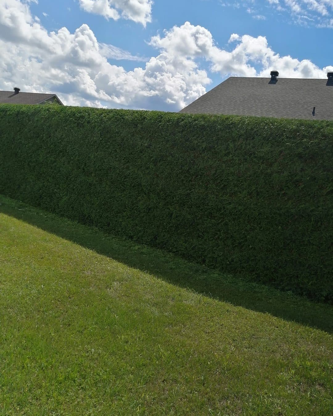 Longue haie de cèdres taillée droite sous un ciel de nuages