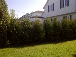 imageGemme